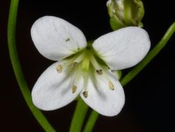 Cardamine dilatata. Top view of flower.
 Image: P.B. Heenan © Landcare Research 2019 CC BY 3.0 NZ
